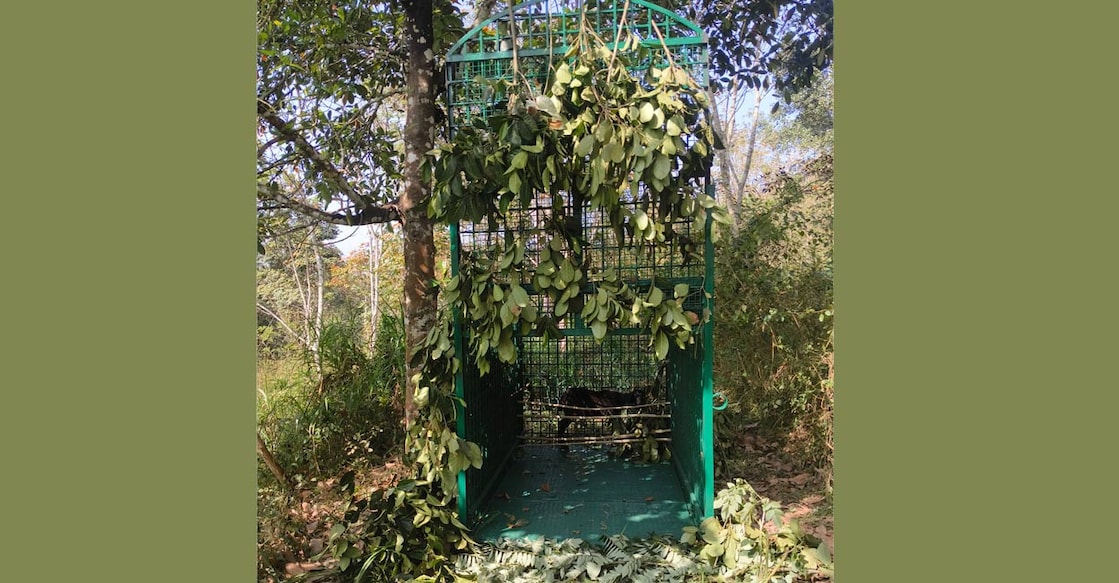 pulpally-tiger-cage Photo: Special arrangement.