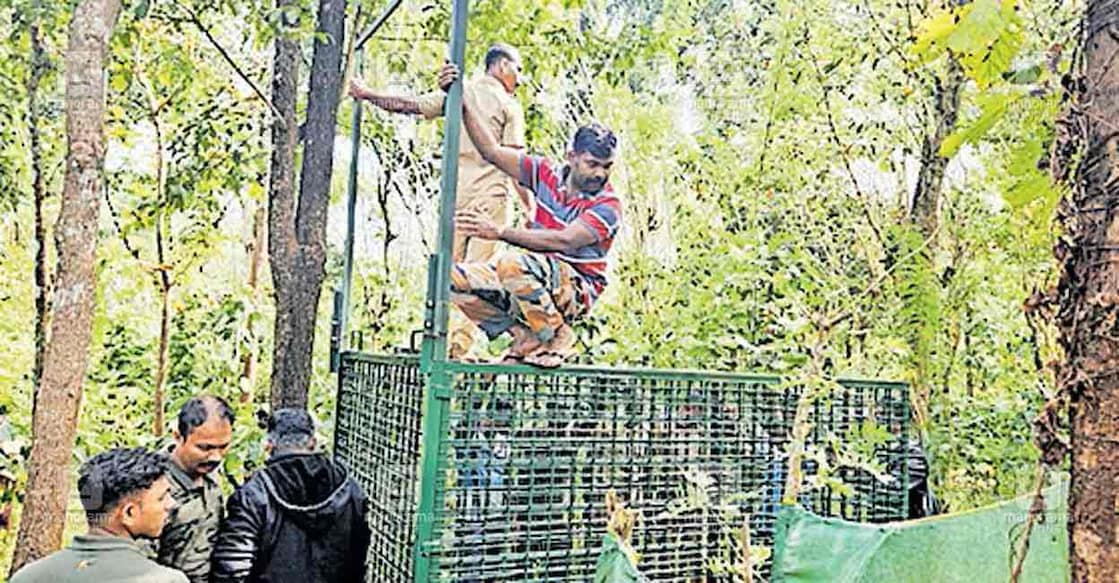 tiger-cage-trap Trap set for tiger in Pulppally, Wayanad. Photo: Manorama
