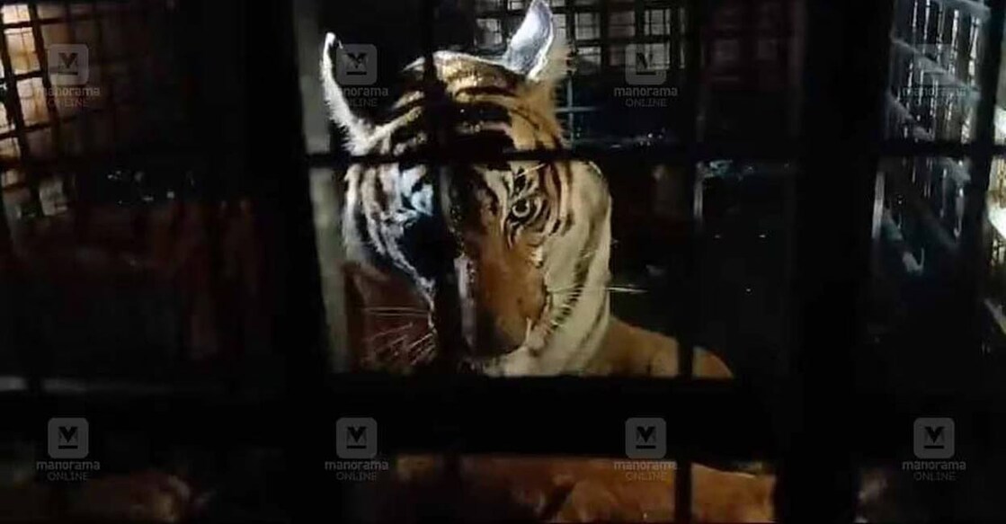 tiger-wayanad