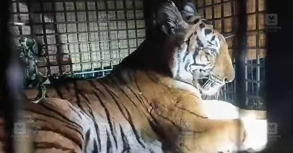 The tiger was trapped in a cage set up in the Thupra region around 11:30 pm after a ten-day prowl that resulted in the loss of five goats. Photo: Manorama. 