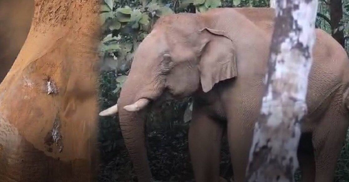 The injured elephant was found in the Ezhattumukham area. Photos: Special arrangement. 