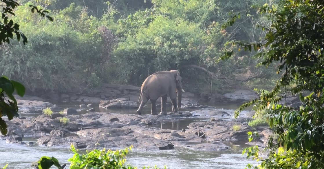 athirappilly-elephant athirappilly-elephant