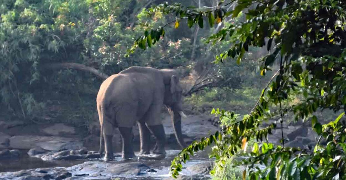 Injured elephant in Athirappilly. Photo: Special arrangement