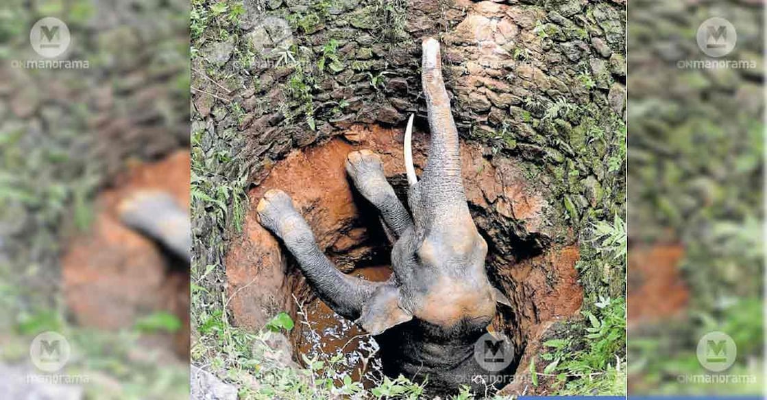 malappuram-elephant Photo: Manorama