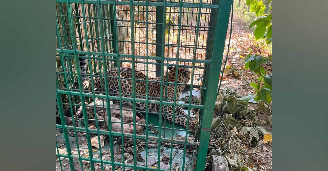 A dog was eventually used as bait to trap the leopard. Photo: Special Arrangement
