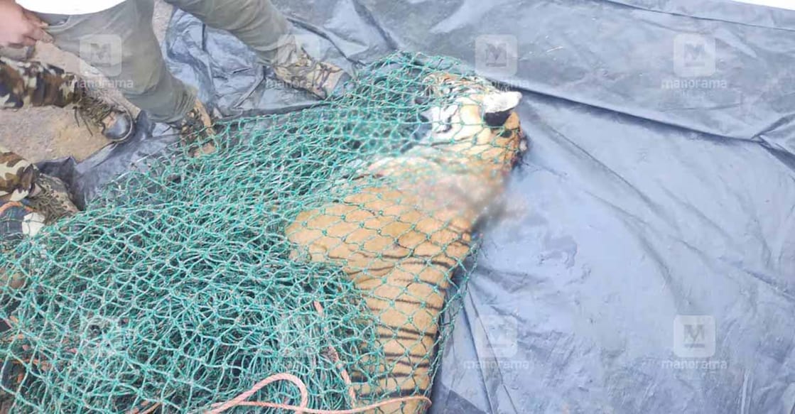 The man-eater tiger that was found dead in Wayanad. Photo: Manorama