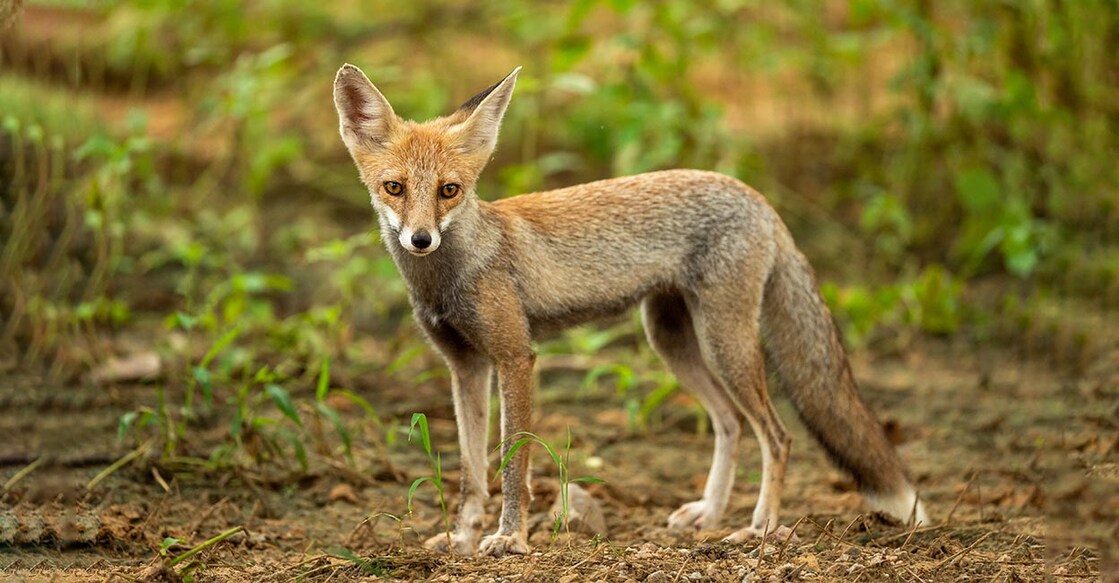 fox