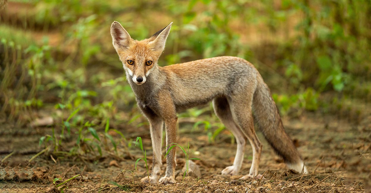 fox