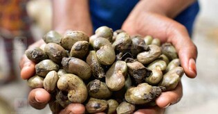 Cashew Corporation and CAPEX to supply nuts for Onam kits