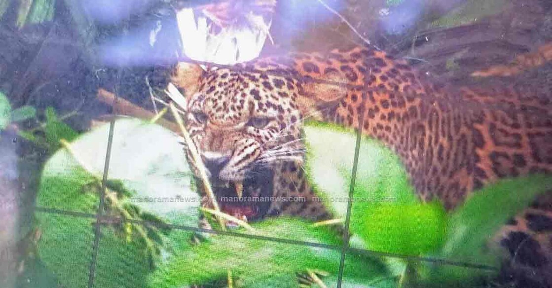Leopard trapped in a wild boar snare in Kakkayangad, Kannur. Photo: Manorama News