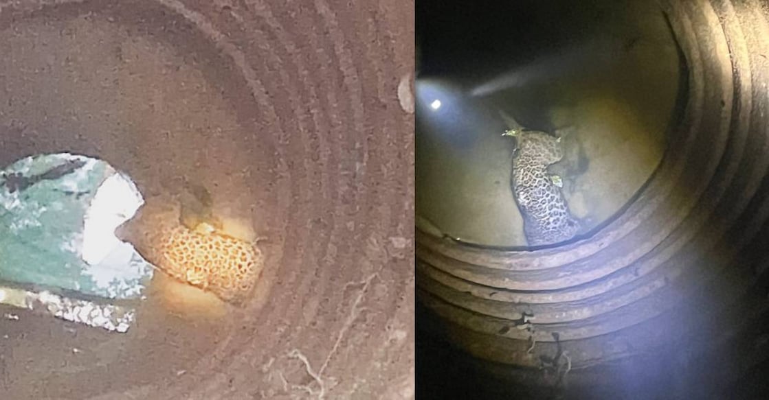 leopard-dead-c The leopard was found dead in a well belonging to Mohana at Thalappacheri, less than 100m from Karnataka’s Sullia Forest Range. Photo: Special Arrangement