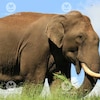 Narrow escape for five Forest officials as wild elephant overturns patrol jeep at Aralam Farm