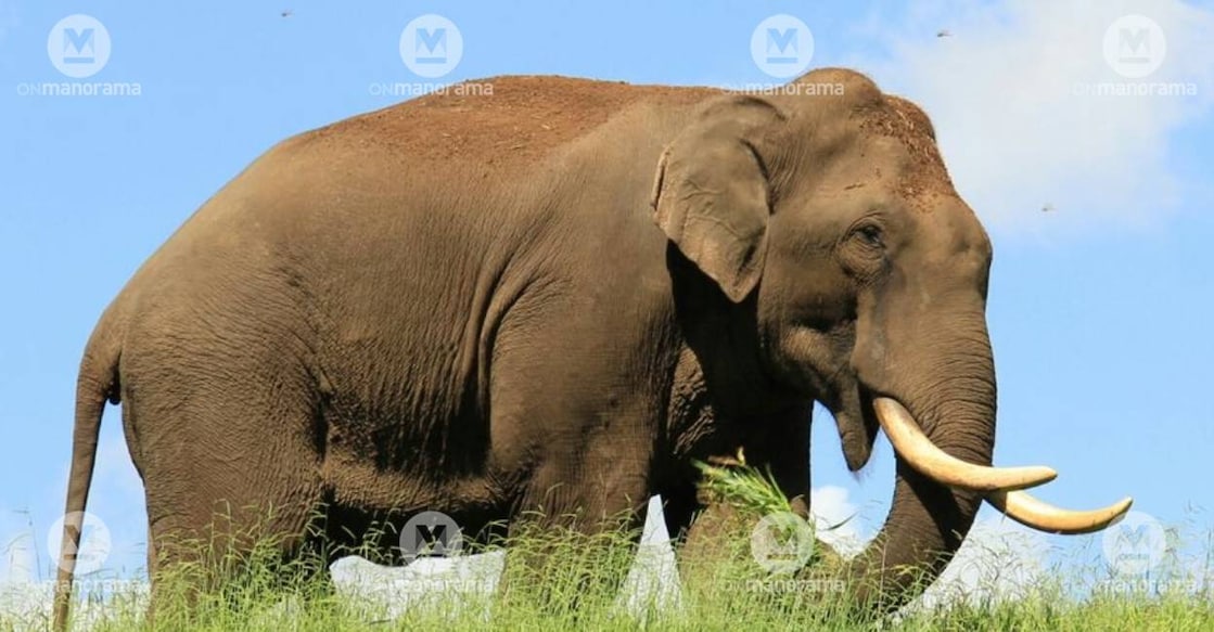 Representational Image: Manorama