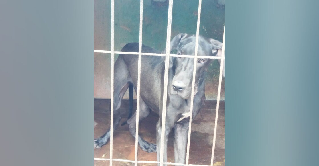 great-dane Julie the Great Dane. Photo: Special Arrangement