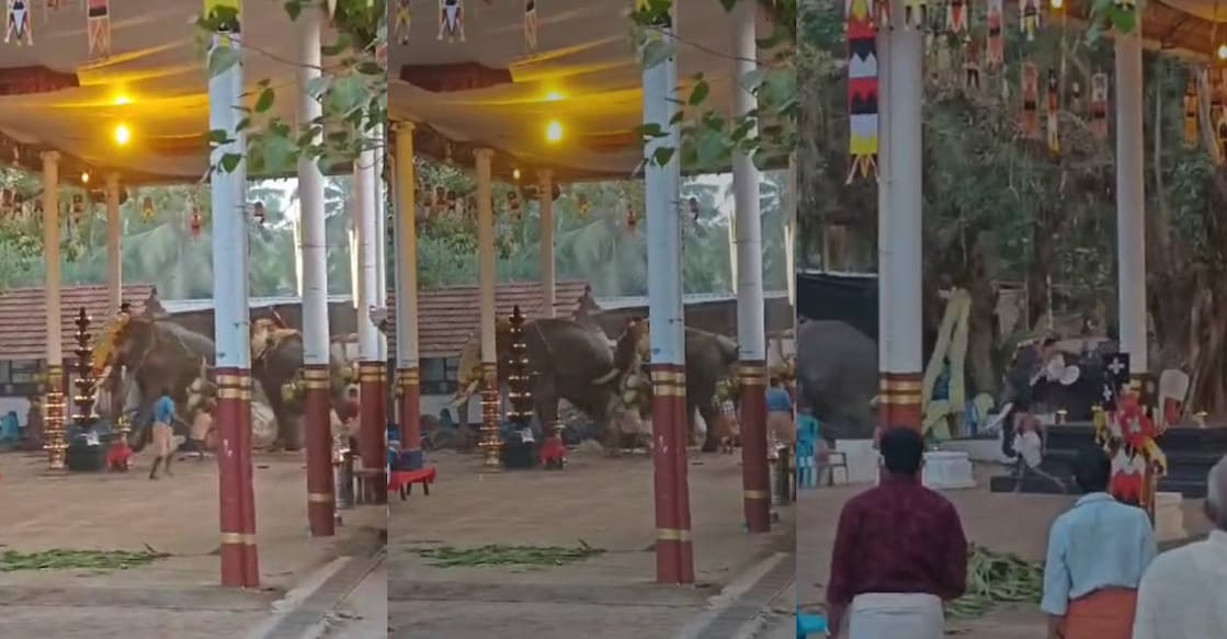 kozhikode-elephant-attack