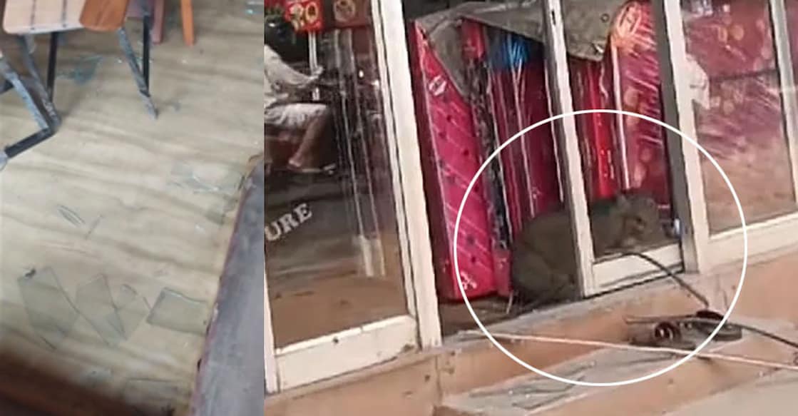 Shattered window (left), Wild boars at the shop. Photo: Special Arrangement, Manorama 