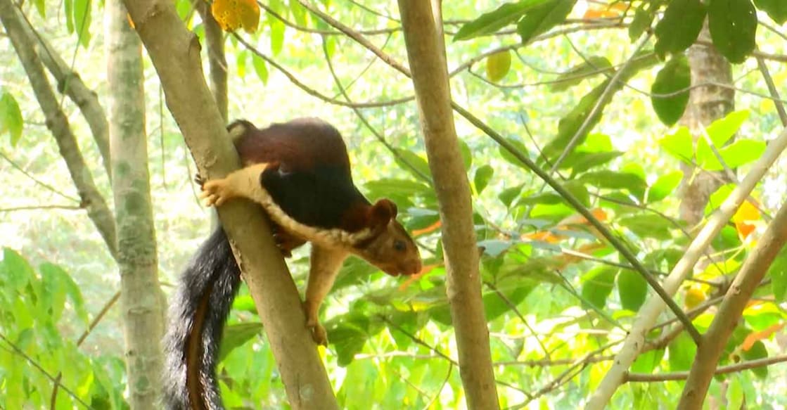 giant squirrel Representational Image. Photo: Manorama News