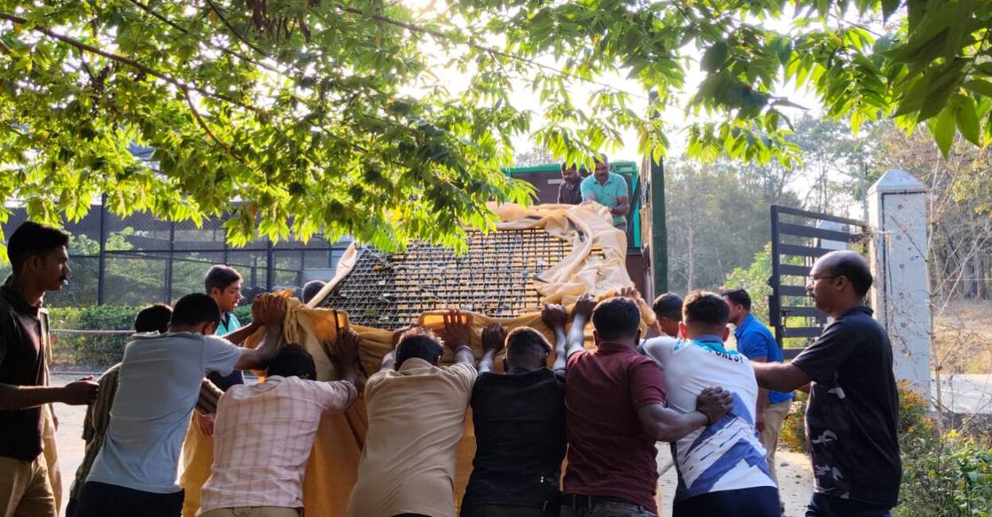 Officials shift the tigress to vehicle for relocating to Thiruvananthapuram Zoological park. Photo: Special Arrangement