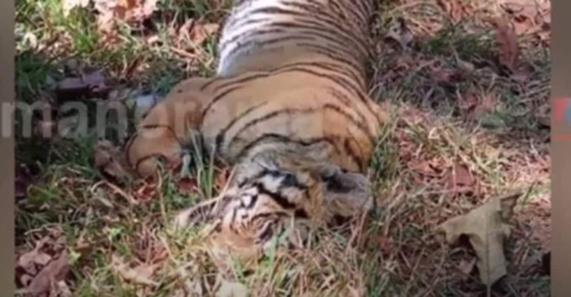 Tiger cub found dead in Wayanad. Photo: Screengrab/ Manorama News