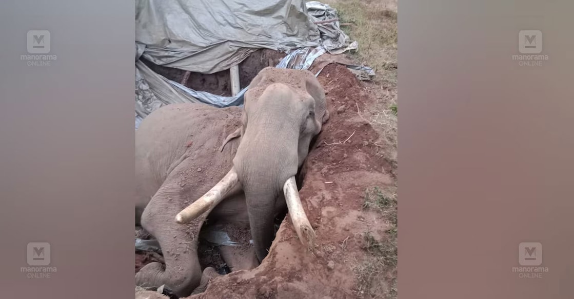 Wild elephant inside the septic tank. Photo: Manorama Online