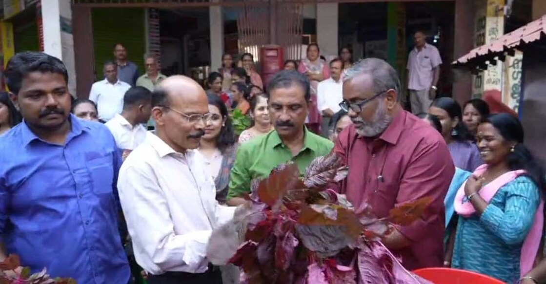 Kerala Agriculture Minister P Prasad during the 'Cheeravandi' initiative. Photo: Special arrangement