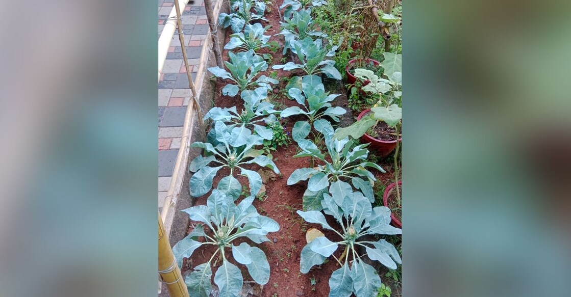 Cauliflower garden at school from where vegetables were stolen. Photo: Special Arrangement
