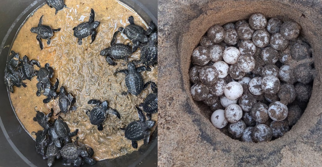 Turtles lay their eggs in conical nests on the beach. Photo: Special Arrangement