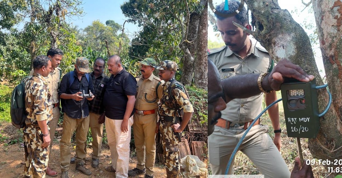 wayanad-tiger-search Forest officials deployed for searching tiger. Photo: Special Arrangement