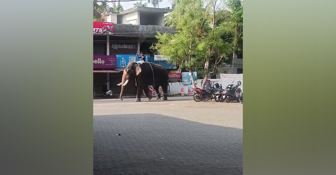 Padmanabhan, the elephant wandering through the streets. Photo: Special Arrangement