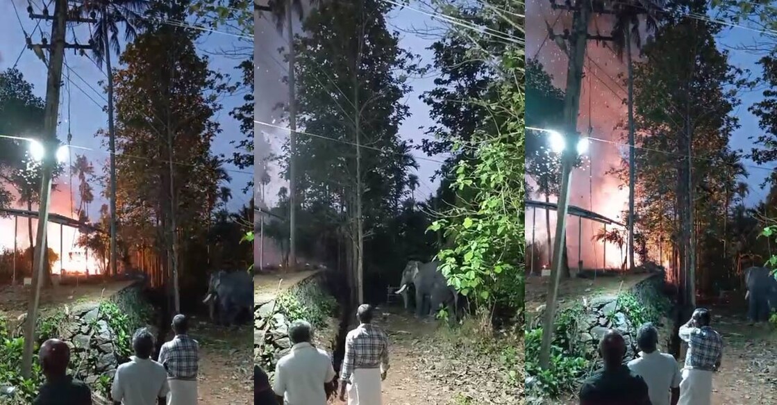 thrissur-fireworks-elephant The incident happened on Thursday during a temple festival. Photos: Special arrangement.