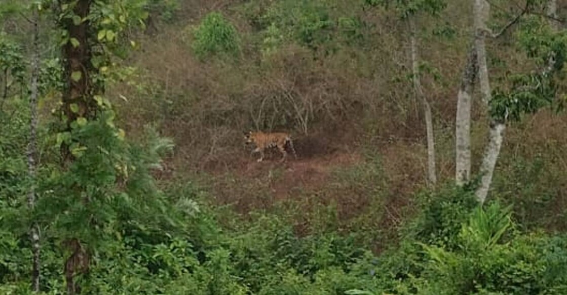 The animal appears weak, with an injured leg, and has been roaming the inhabited area for over five days. Photo: Special arrangement. 