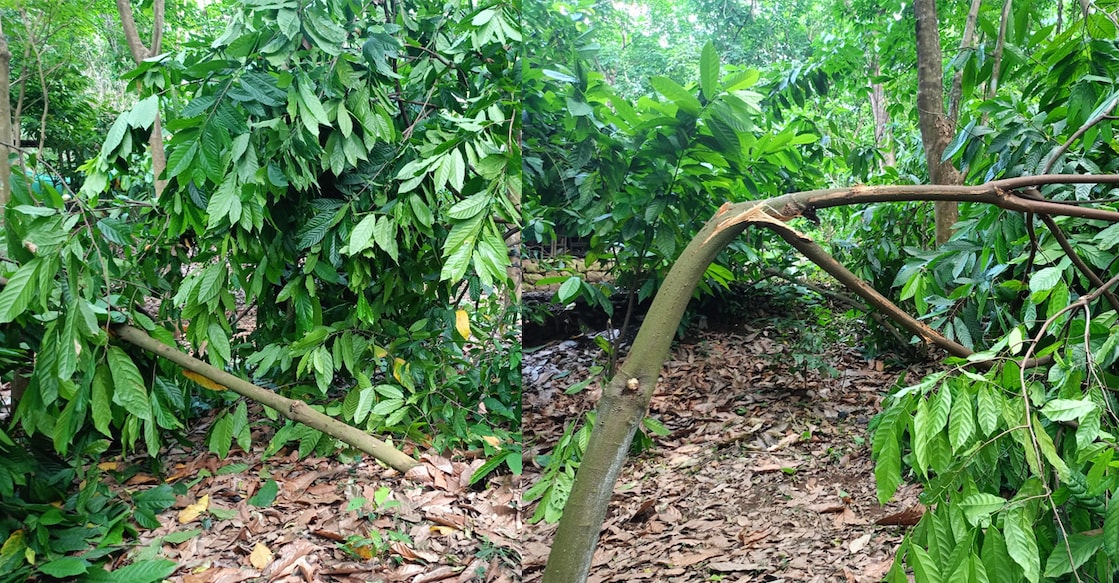 The herd caused extensive damage to the plantation. Photo: Special Arrangement