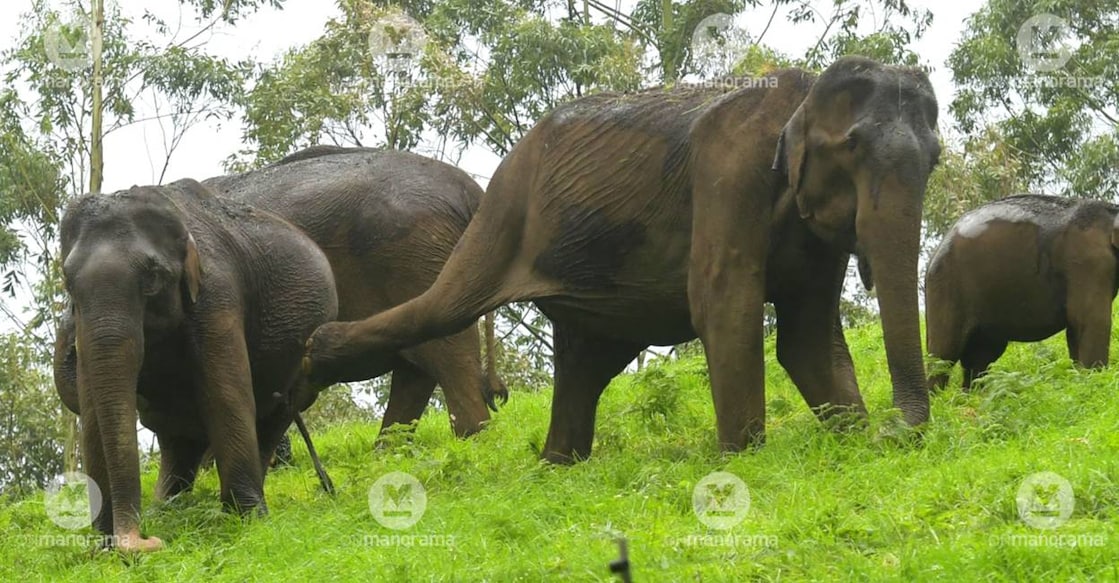 Representational Image: Manorama