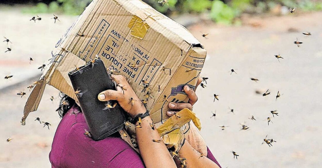 A woman is being attacked by bees in Thiruvananthapuram collectorate. Photo: Manorama