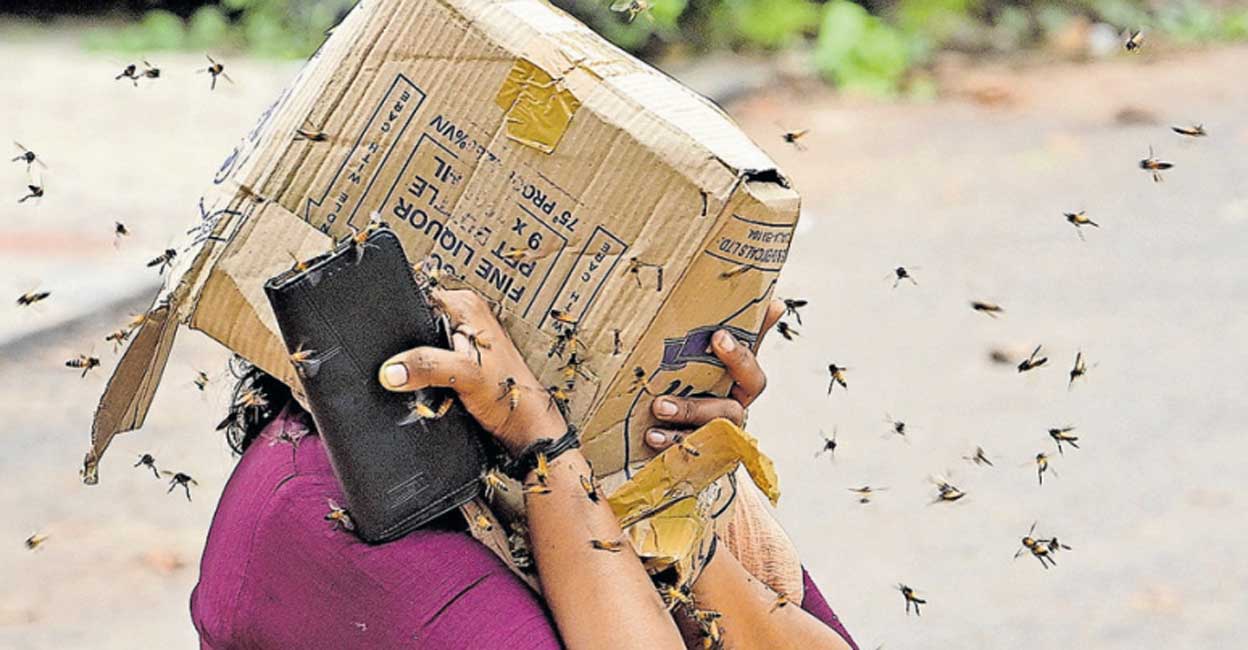 A woman is being attacked by bees in Thiruvananthapuram collectorate. Photo: Manorama