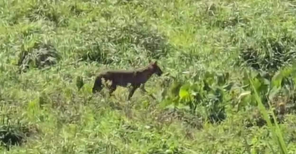 Jackals spotted in Koratty after tiger sightings fuel fear