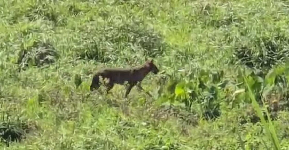 This screengrab shows the image of a jackal spotted near Koratty. 