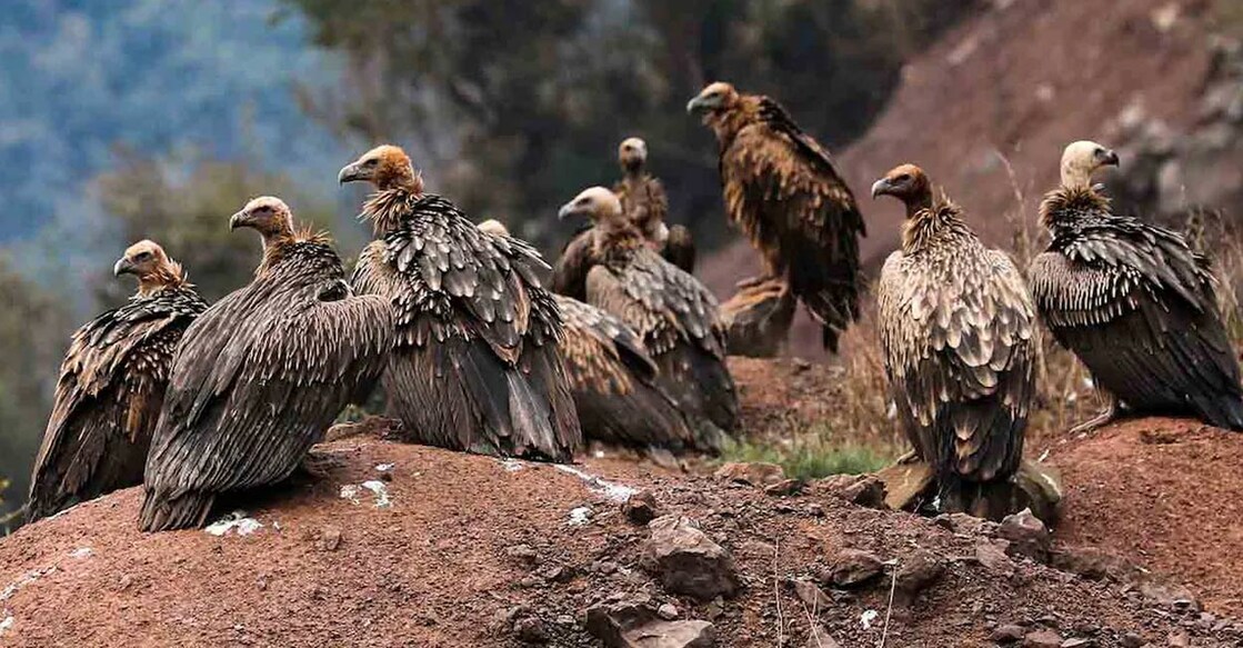 Vultures. File Photo: PTI. 