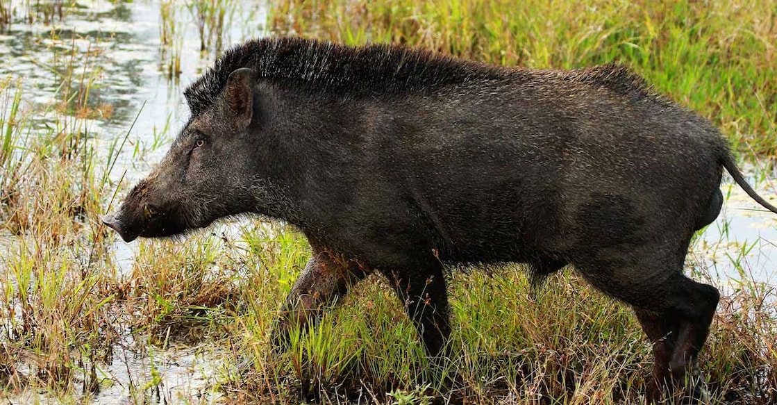 wild-boar-rep-image Representational Image.