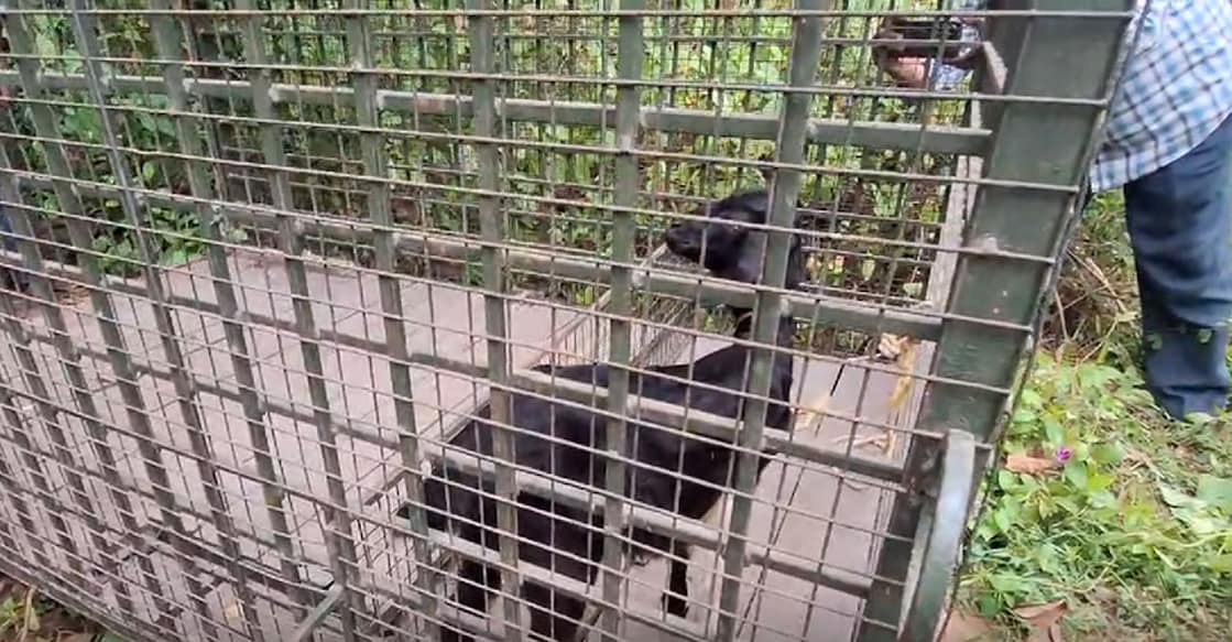 A goat tied inside the cage as bait. Photo: Special Arrangement