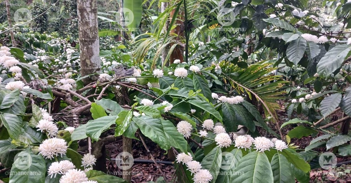 coffee-flower