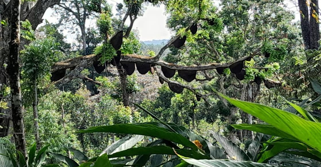 As many as 40 hives hung from a tree next to the residential colony. Photo: Special Arrangement