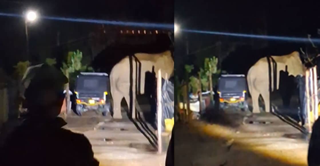 Wild tusker Padayappa eating pineapples as onlookers attempt to shoo him away. Photo: Screengrab/Special Arrangement