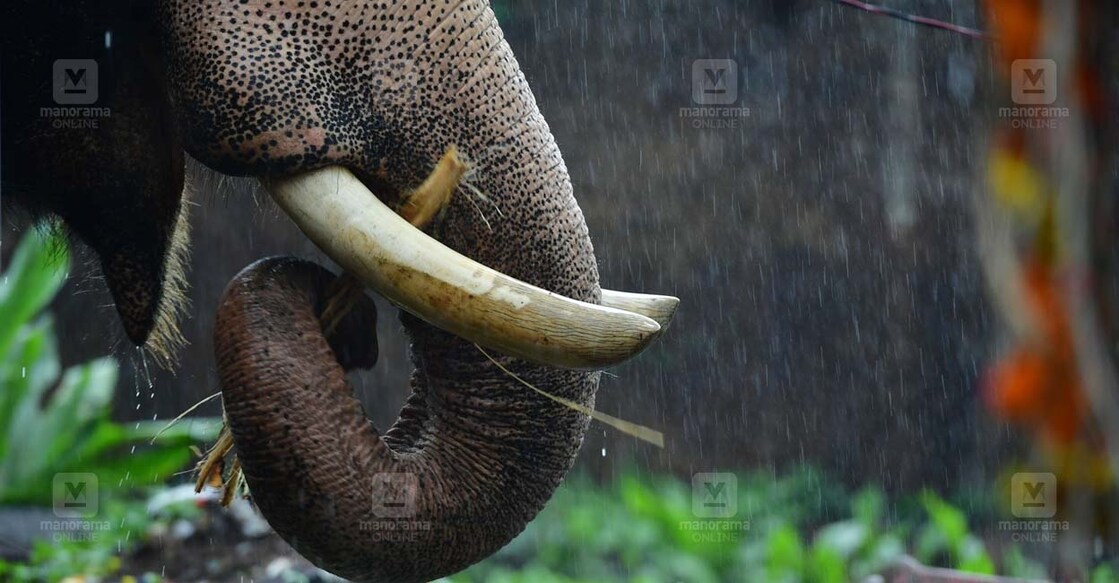 Representational image. File photo: Manorama