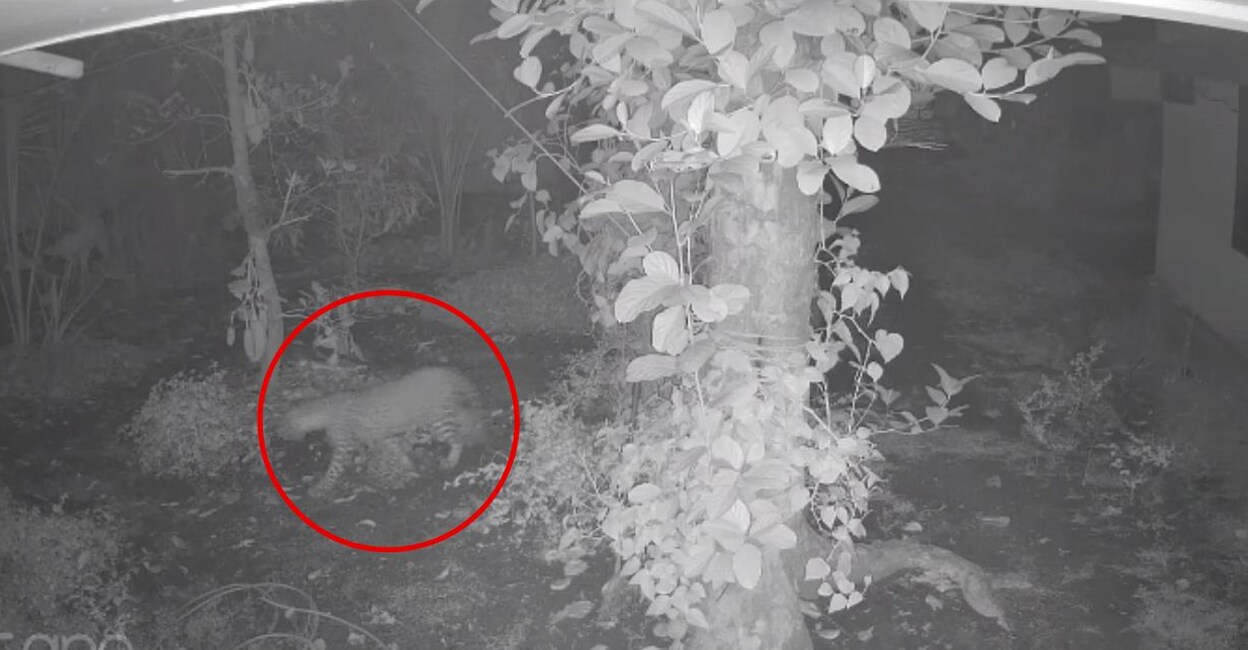 A leopard sighting that was captured on a CCTV camera. Photo: Special Arrangement