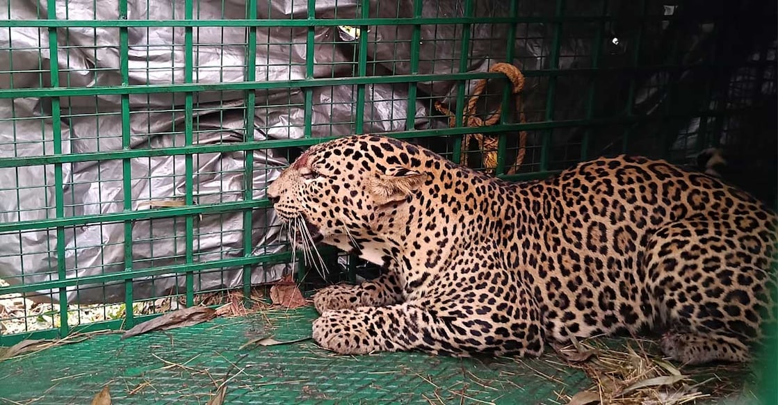 kasaragod-lleopard