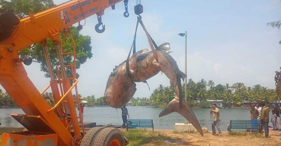 The whale shark was found in the Ashtamudi backwaters and the carcass was shifted to Punnala for necropsy. Photo: Special arrangement