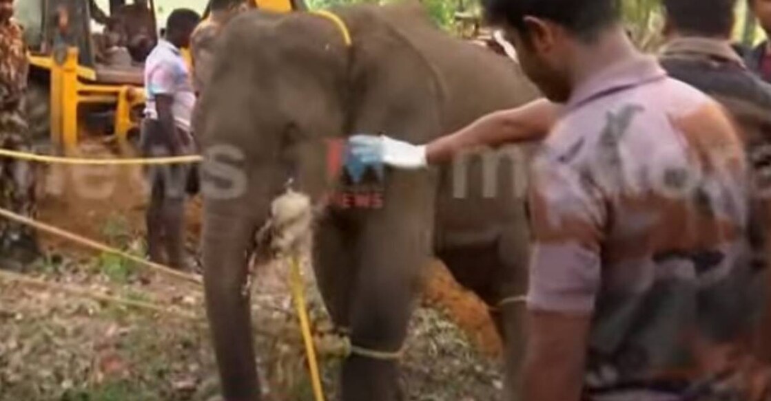 The injured elephant was tranquillized around 5 pm on Wednesday. Photo: Screengrab/ Manorama News