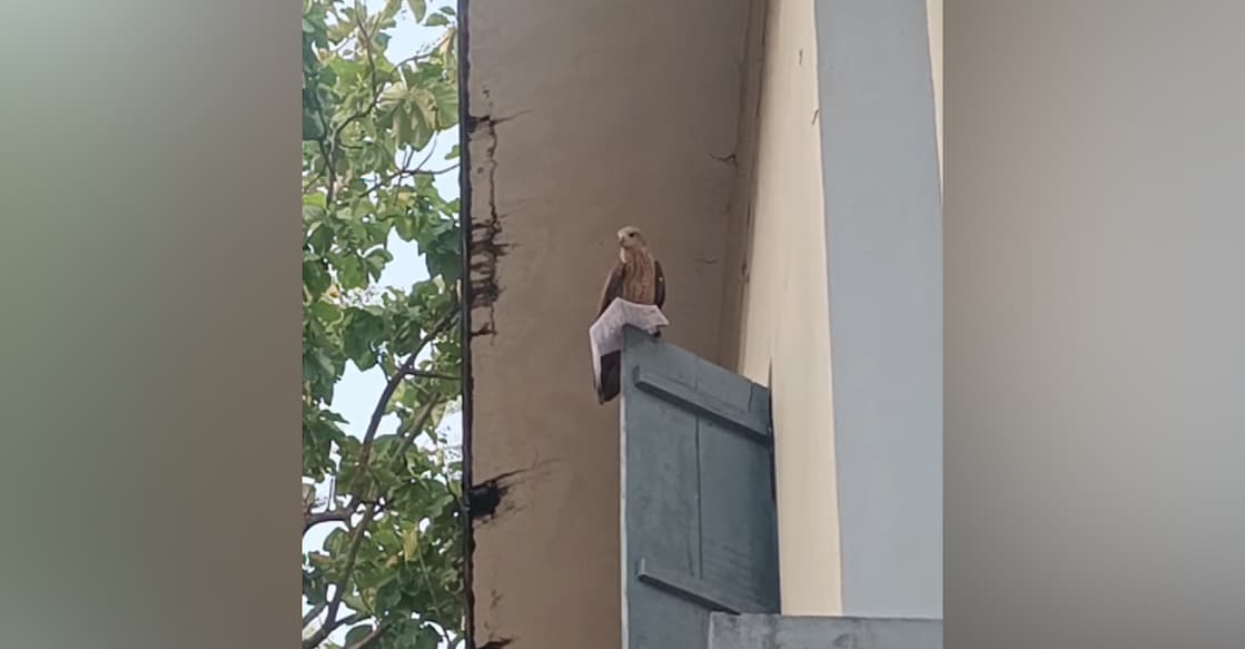 A screengrab showing the brahminy kite with a hall ticket. 