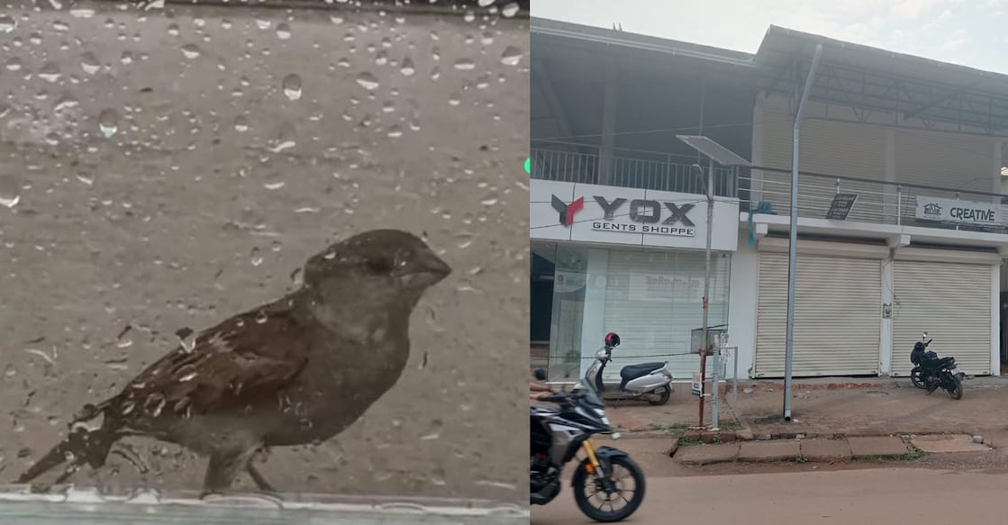The house sparrow; Yox, the textile shop, which is at the heart of a bitter property dispute. Photo: Special Arrangement.